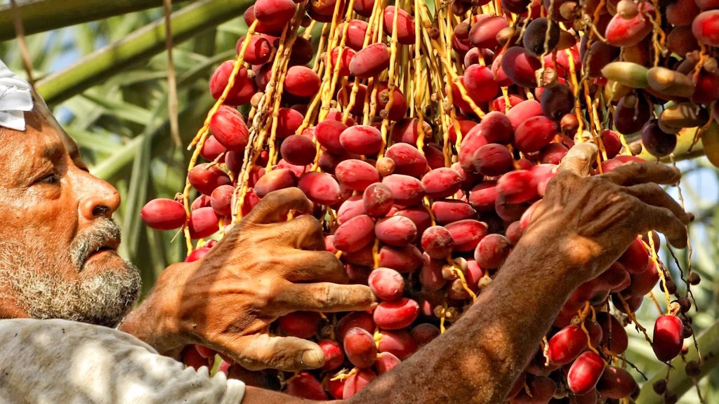 Migrant Worker collecting dates
