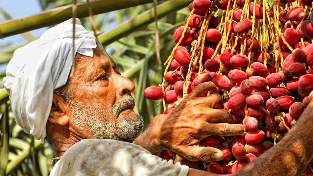 Migrant worker collecting dates ILO