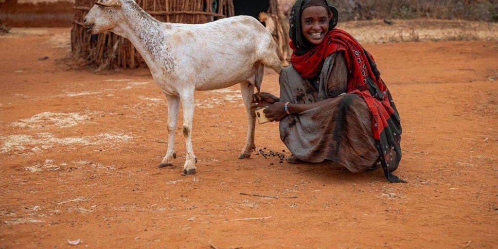 Womanin Burkina Faso milking a goat